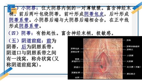 女性私处|女性生殖结构：